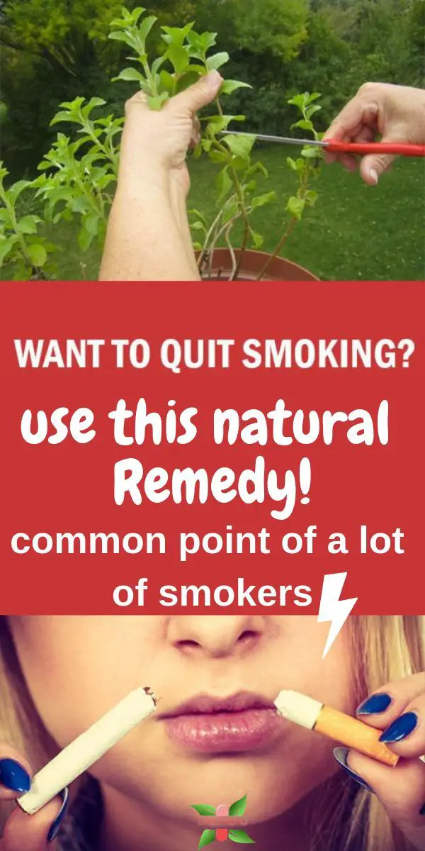 Want To Quit Smoking? This Herb Instantly Destroys Your Desire For ...